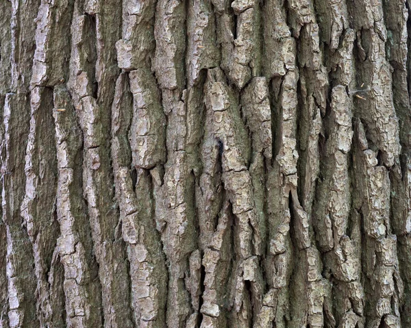 Eski Meşe Ağacının Kabuğuna Yakın Çekim — Stok fotoğraf