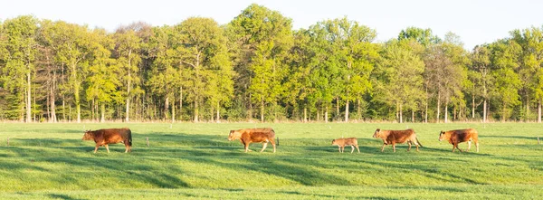 Limousine Koeien Kalveren Groene Frisse Lente Weide Met Bos Achtergrond — Stockfoto