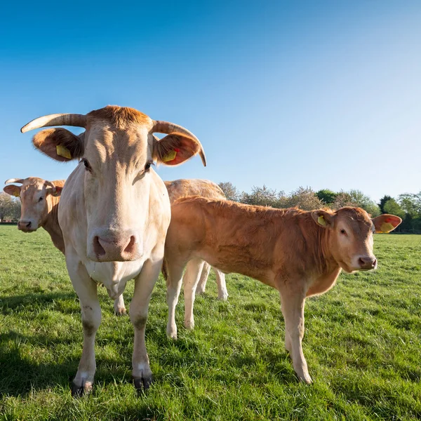 Blonde Aquitaine Kühe Auf Frischgrüner Frühlingswiese Unter Strahlend Blauem Himmel — Stockfoto