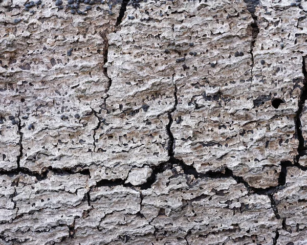 Modello Astratto Albero Morto Molto Vecchio Asciutto Che Può Essere — Foto Stock