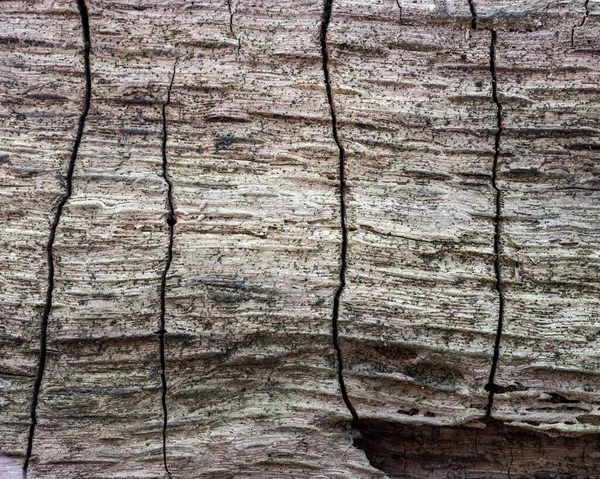 Abstraktes Muster Auf Sehr Altem Und Trockenem Abgestorbenem Baum Das — Stockfoto
