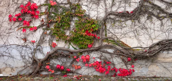 Mooie Kleurrijke Klimop Met Herfstrode Kleuren Tegen Oude Gepleisterde Muur — Stockfoto