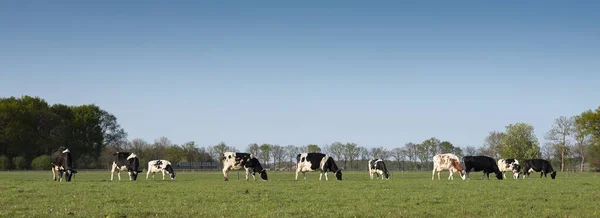 Vacas Pretas Brancas Prado Gramado Verde Primavera Perto Amersfoort Nas — Fotografia de Stock