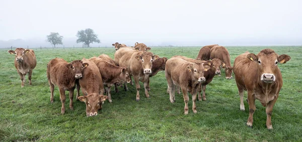 Brown Limousin Cows Calves Misty Morning Meadow Trees Background Luxemburg — Stock Photo, Image