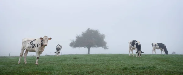 Black White Cows Tranquil Misty Morning Meadow Tree Silhouette Luxemburg — Stock Photo, Image