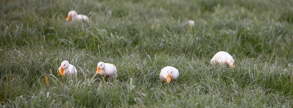 オレンジ色のくちばしを持つ若い白いアヒルは 朝の牧草地の湿った草の中で食べ物を検索 — ストック写真