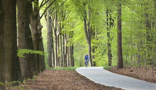 Driebergen Netherlands Апреля 2020 Женщина Синем Велосипеде Весеннем Лесу Велосипедной — стоковое фото