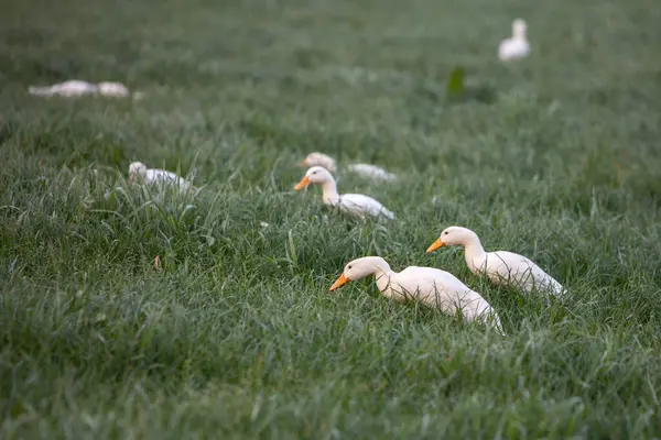 Mladé Bílé Kachny Oranžovými Zobáky Hledat Jídlo Mokré Trávě Ranní — Stock fotografie