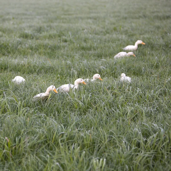 オレンジ色のくちばしを持つ若い白いアヒルは 朝の牧草地の湿った草の中で食べ物を検索 — ストック写真