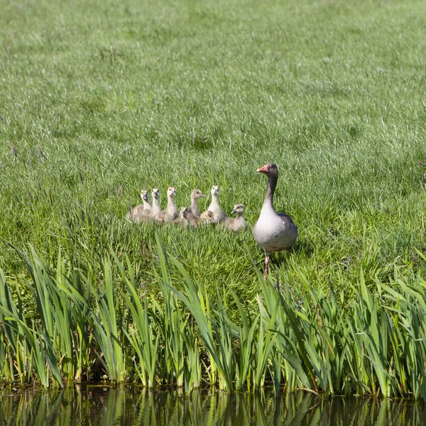 溝の水の近くの草原の緑の草の中の母ガチョウと若いガチョウ — ストック写真