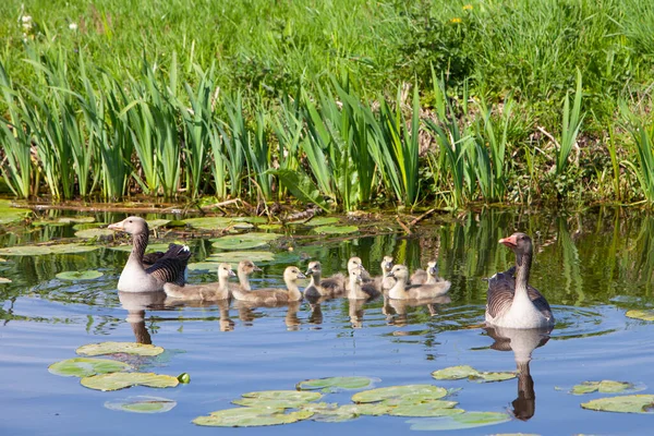 春の日に牧草地の近くの運河の水の中のガチョウの家族 — ストック写真