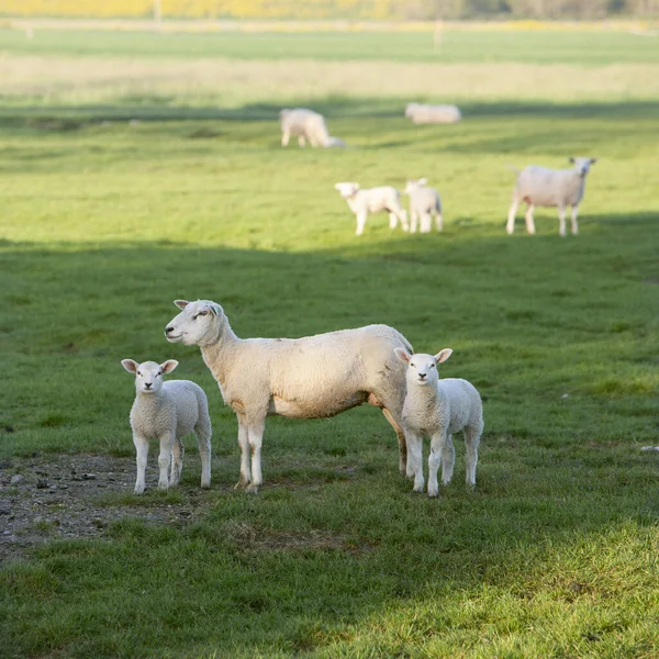 Mutterschaf Und Zwei Lämmer Auf Der Grünen Frischen Frühlingswiese — Stockfoto