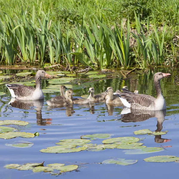 牧草地の近くの春の日に運河の水の中のガチョウの家族 ロイヤリティフリーのストック写真