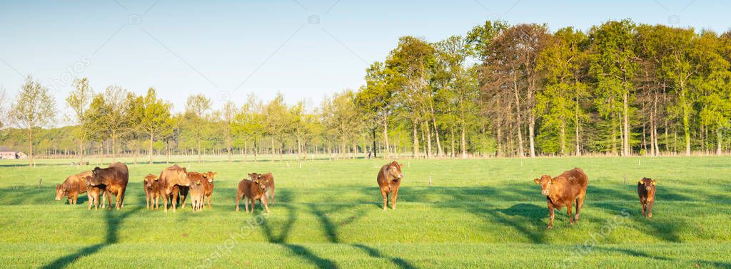 limousin cows and calves in green fresh spring meadow with forest in the background in warm morning sunlight
