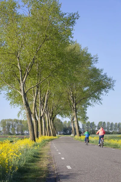 オランダのリーダム近くの春の田舎道の自転車に乗っている黄色の花やカラフルな子供たち — ストック写真