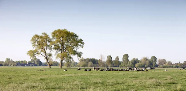 Vacas Prado Con Grandes Robles Paisaje Entre Leerdam Meerkerk Vijfheerenlanden —  Fotos de Stock