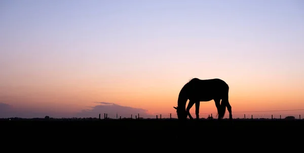 Silueta Del Caballo Pastoreo Prado Contra Sol Poniente Colorido — Foto de Stock