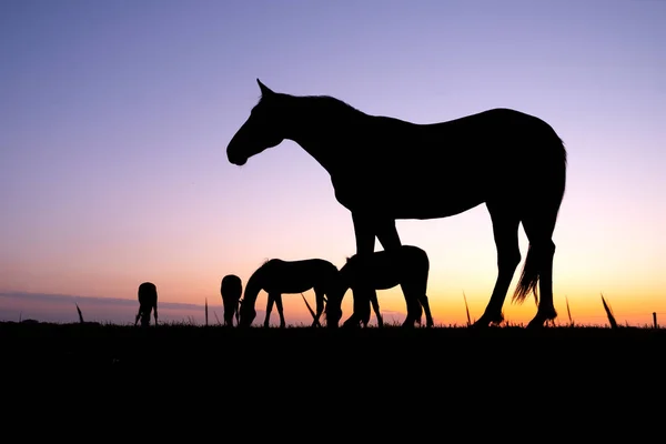 Silueta Caballos Pastoreo Prado Contra Colorido Atardecer — Foto de Stock