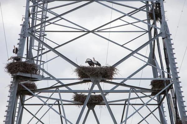 在灰蒙蒙的天空下 电塔中的鸟巢 — 图库照片