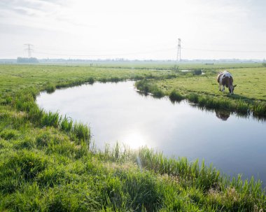 Amsterdam 'ın güneyindeki Holland Kanalı' nın yakınındaki yeşil çayırlarda bir inek.