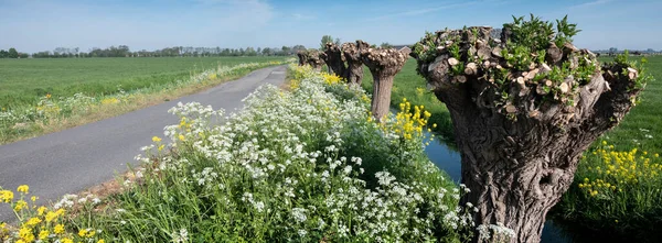 春花和柳树在靠近阿姆斯特丹的乡间风景中 — 图库照片