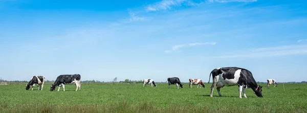 Spotted Cows Green Meadow Blue Sky Netherlands — Stock Photo, Image