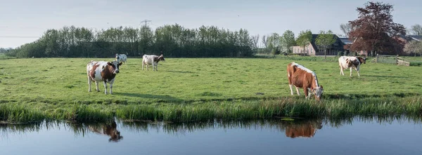 Czerwono Białe Krowy Plamiste Łące Między Utrecht Amsterdamem Gospodarstwem Rolnym — Zdjęcie stockowe