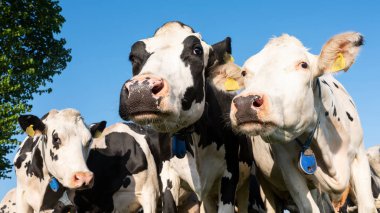 Mavi gökyüzünün altındaki çayır ineklerine merak saldım.