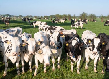 Mavi gökyüzünün altındaki çayır ineklerine merak saldım.