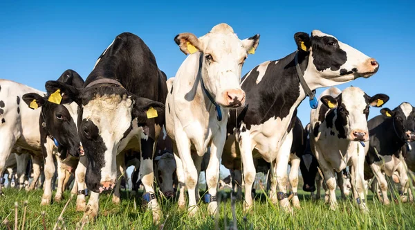 Curious Black White Holstein Cows Meadow Blue Sky — Stock Photo, Image