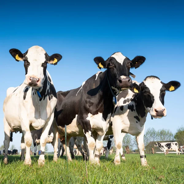 Nieuwsgierig Zwart Wit Holstein Koeien Weide Onder Blauwe Hemel — Stockfoto