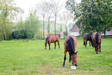 Dört attan biri Hollanda 'nın yakınlarındaki çiftlikte kestane ağacıyla tuz yalıyor.