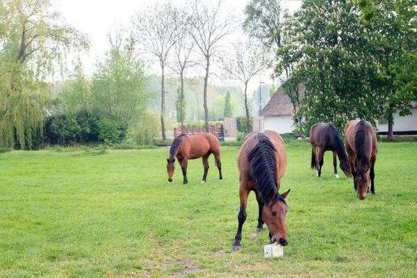 4頭の馬のうち1頭はクリの木が咲くオランダの農場近くの塩を舐めています ロイヤリティフリーのストック画像