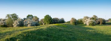 Hollanda 'da çimenler ve çiçek açan bahar ağaçları mavi gökyüzünün altında sel uçakları