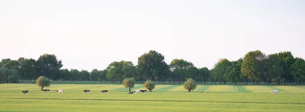 Σειρά από στικτές αγελάδες στο πράσινο λιβάδι στο middel των Κάτω Χωρών κοντά στην Ουτρέχτη — Φωτογραφία Αρχείου
