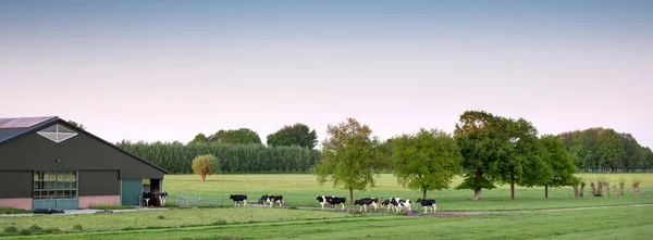 Řada flekatých krav na zelené louce uprostřed podzemí v blízkosti utrechtu dojet na farmu — Stock fotografie