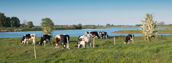 Bezerros manchados de preto e branco perto do rio lek no centro de holland perto de utrecht — Fotografia de Stock