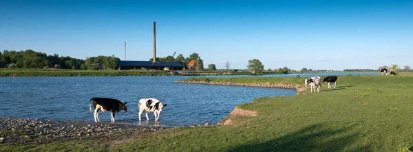 Bir sığır sürüsü nehir boyunca bir su kütlesinin yanında yürüyor. — Stok fotoğraf