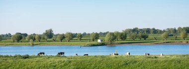 black and white spotted holstein cows and caravan on bank of river lek near wijk bij duurstede in holland clipart