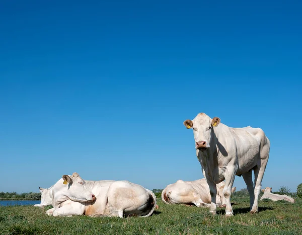 Vacas blancas cerca del río Lek en Holanda soleado día de primavera con cielo azul —  Fotos de Stock