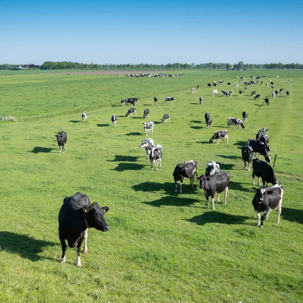 De nombreuses vaches Holstein tachetées noires et blanches dans une prairie printanière herbeuse verte près d'utrecht aux Pays-Bas — Photo