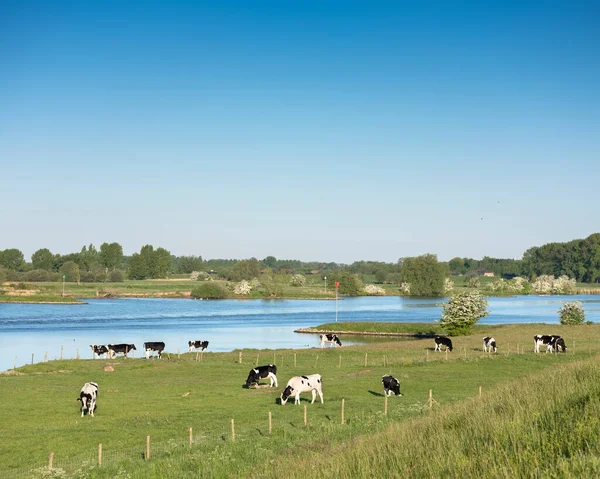Vacas jovens pretas e brancas manchadas na margem do rio Lek em holland perto de utrecht na primavera — Fotografia de Stock