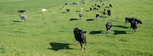 Много черно-белых пятнистых коров Гольштейна на зеленом лугу весной возле utrecht в Голландии — стоковое фото