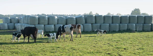 Krowy nakrapiane i cielę biegające w pobliżu beli siana na łące wiosennej — Zdjęcie stockowe