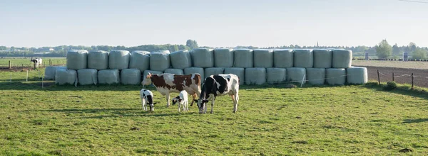 Krowy nakrapiane i cielę biegające w pobliżu beli siana na łące wiosennej — Zdjęcie stockowe