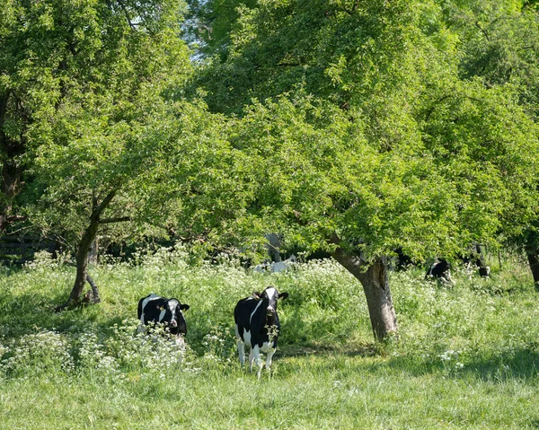 Vacas jóvenes blancas y negras bajo verdes hojas frescas de árboles frutales con flores florecientes en el prado de primavera —  Fotos de Stock