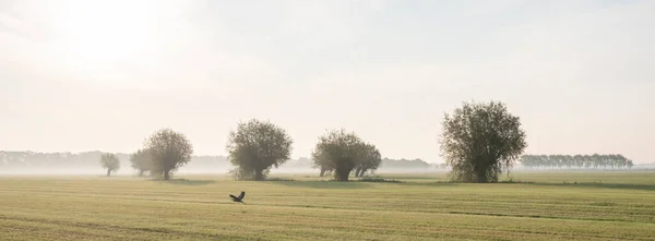 Garça e fileira de salgueiros em holandês início da manhã paisagem rural perto utrecht em holland — Fotografia de Stock