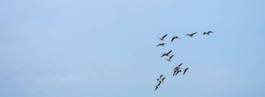 Mavi gökyüzündeki kazlar