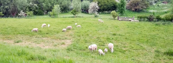 Sheep and lambs in spring near flowering blossom trees — Stock Photo, Image