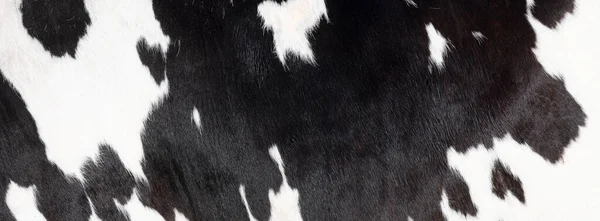 Gros plan d'une partie de peau noire et blanche de vache tachetée — Photo